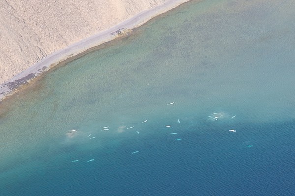 Beluga's vanuit de helikoper bij Radstock Bay.