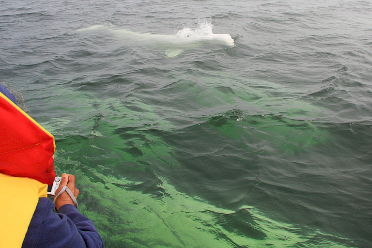 Beluga's naast de excursieboot in Churchill.