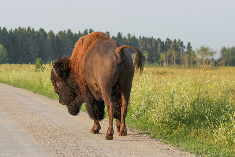 Bizon in het Riding Mountain NP.
