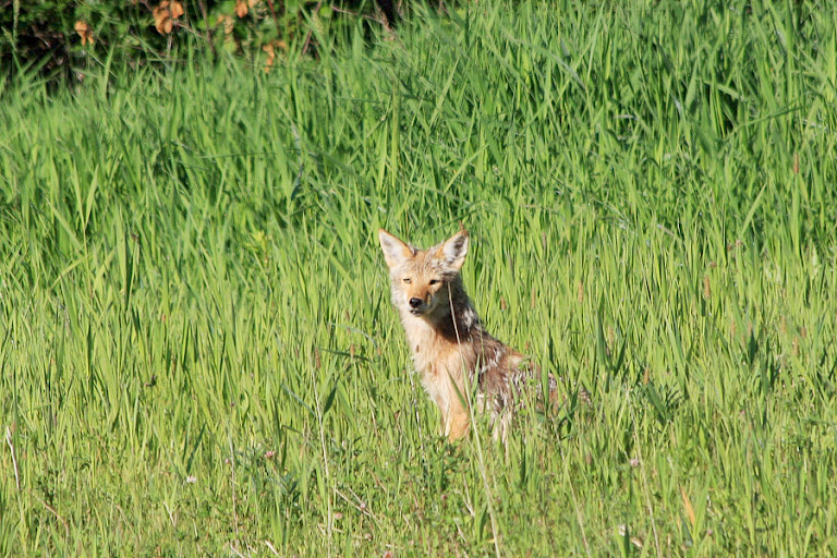 Prairiewolf op de uitkijk in het hoge gras.