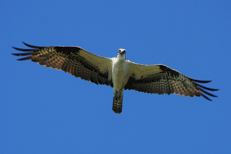 Een Visarend zweeft hoog boven het meer op zoek naar prooi.