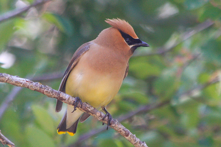 Pestvogel.