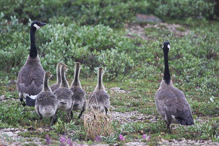 Familie Canadese ganzen.