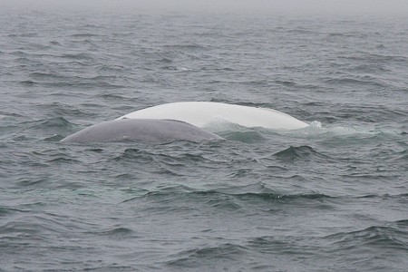 Moeder met kalfje (grijs).