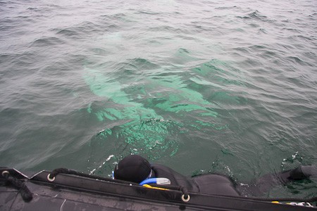 Een Beluga naast de zodiac.