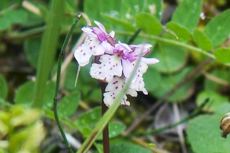 Orchidee in de omgeving van Churchill.