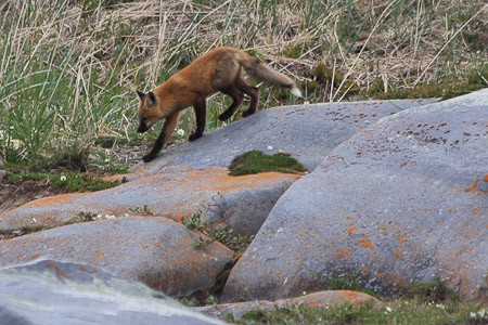 Een Rode Vos struint de toendra af op zoek naar eten.