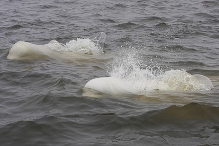 Beluga's duiken op naast de zodiac.
