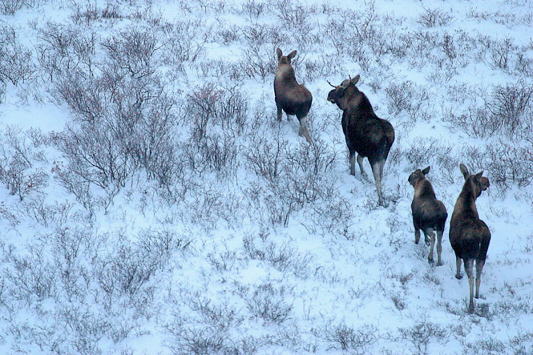 Elanden op de toendra bij Churchill.