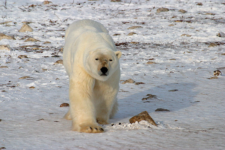Vanuit de Polar Rover kunt u de beren goed gadeslaan.