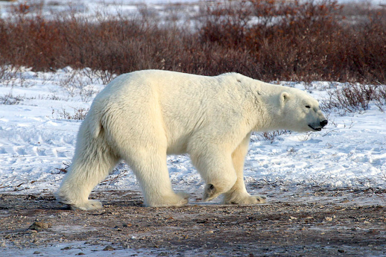 Door de grote ramen kunt u alle beren goed volgen, Churchill.