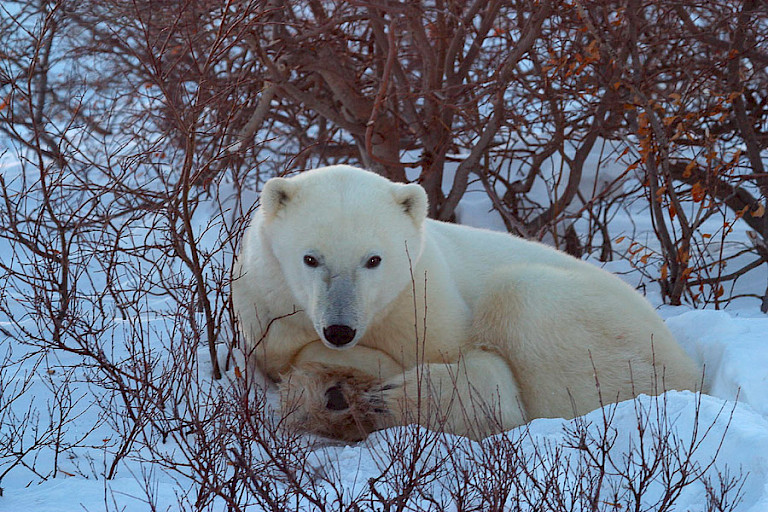 Om energie te besparen rusten de ijsberen veel.