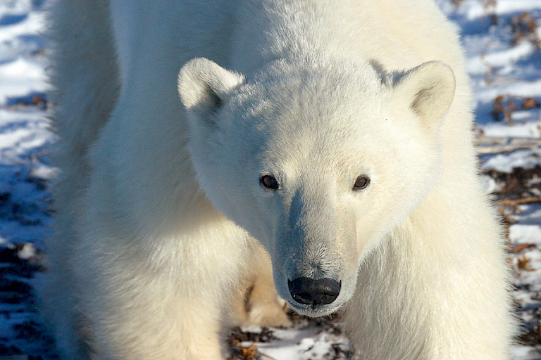 Een close-up van een ijsbeer.