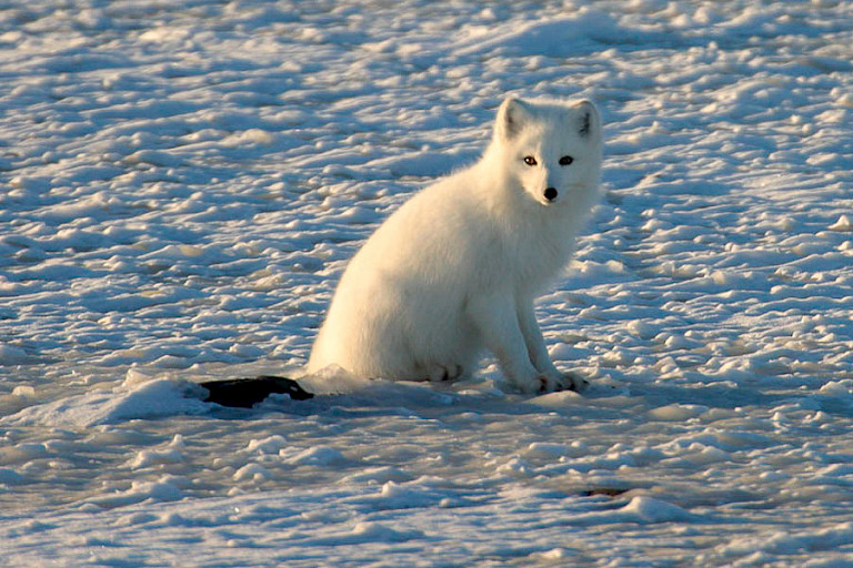 Poolvos in wintervacht, Churchill.