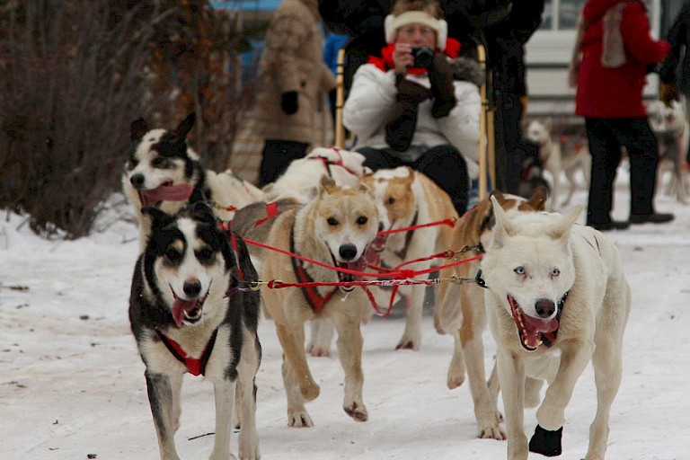 Korte hondensledetocht in de omgeving van Churchill.
