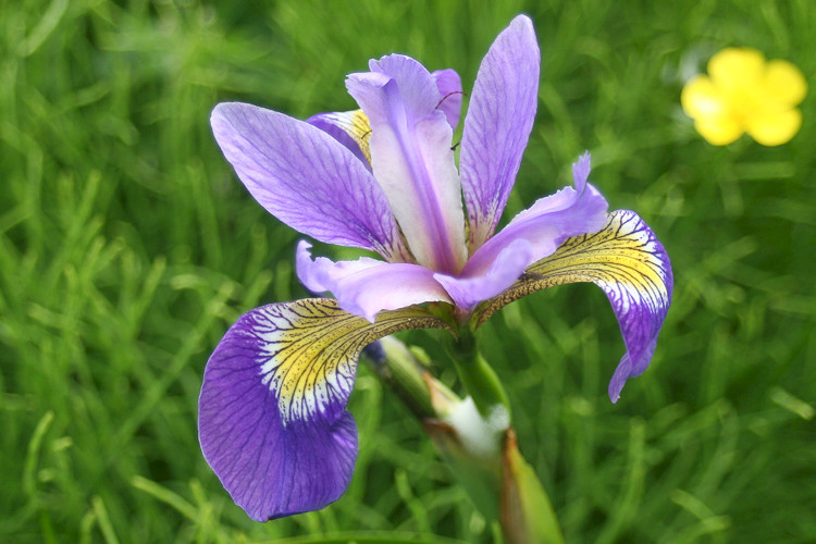 Lis in het veld bij L'Anse aux Meadows, Newfoundland.