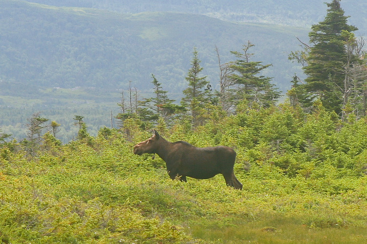 Eland in het Gros Morne NP, Newfoundland.