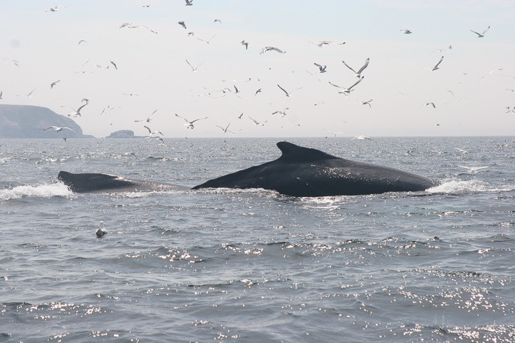 Bultruggen in de Bay of Bulls.