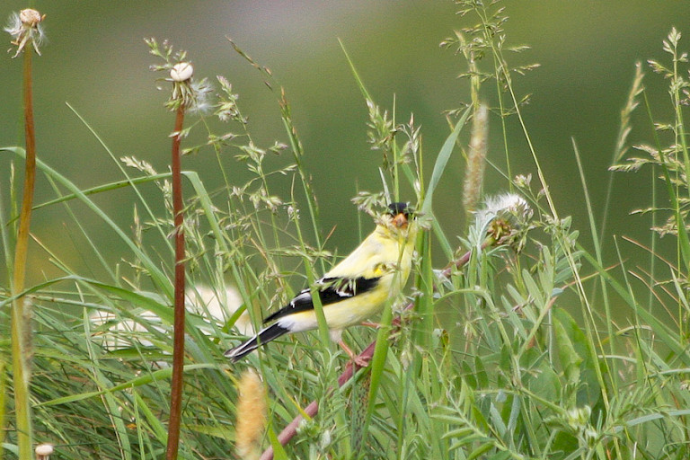 Goudsijs in het gras op Signal Hill, St.John's Newfoundland.
