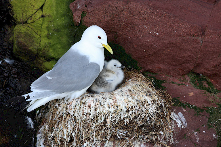 Drieteenmeeuw met kuiken, Bay of Bulls Newfoundland.