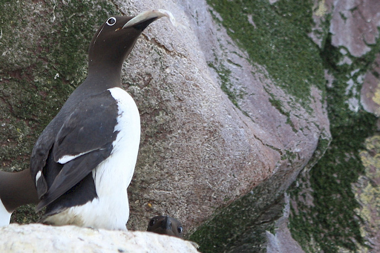 Zeekoet met visje. Kust Newfoundland.