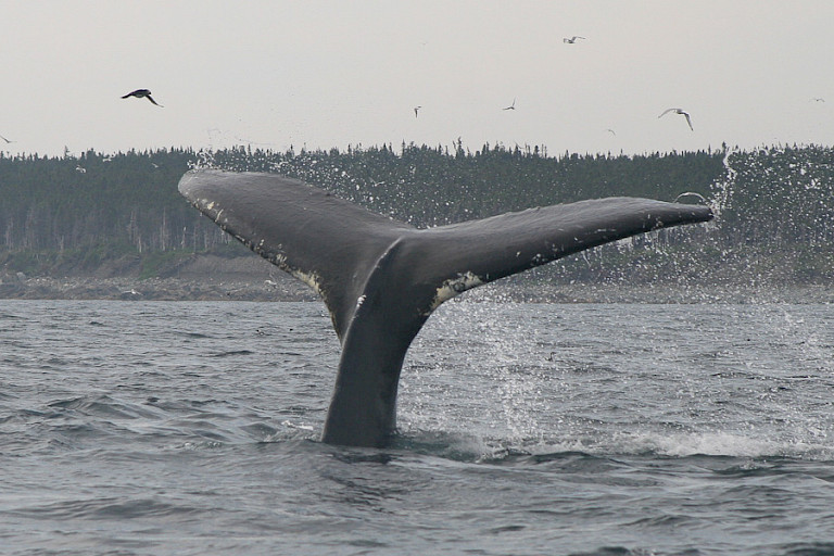 Onderduikende Bultrug Bay Bulls, Newfoundland.