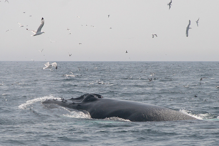 Bultrug, kust Newfoundland.