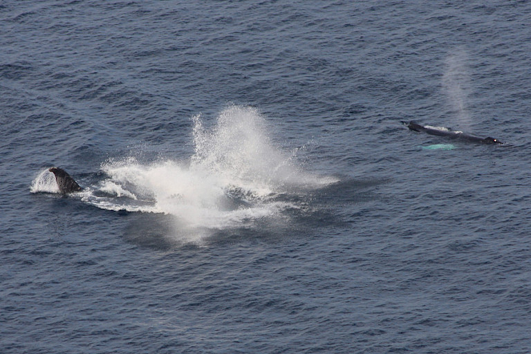 Bultruggen voor de kust van Newfoundland.