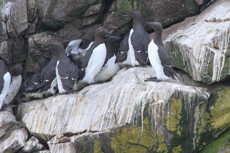 Zeekoeten aan de kust van Newfoundland.