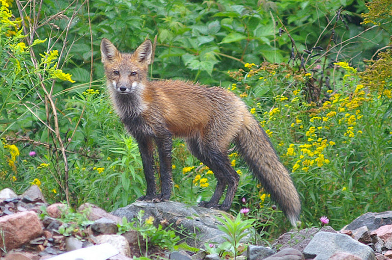 Nieuwsgierige rode vos langs de kant van de weg.