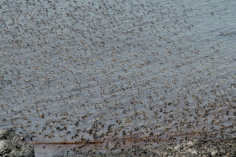 Noordse sterns in de Bay of Fundy.