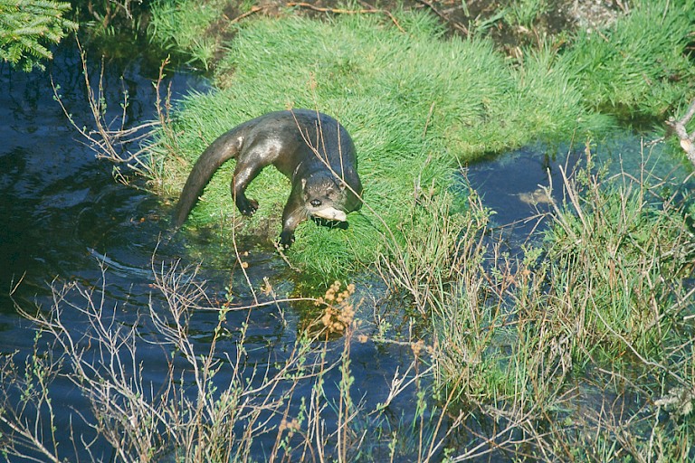 Otter.