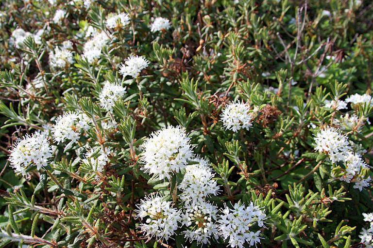 Bloeiende Labradorthee bij L'Anse aux Meadows.