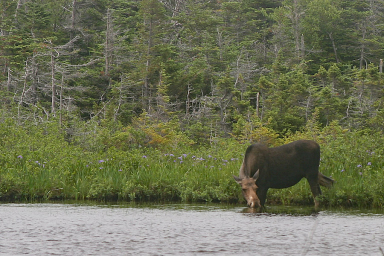 Eland in het Gros Morne NP.
