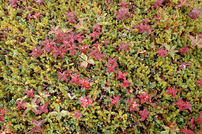 Bloemen en struikje in herfstkleuren.
