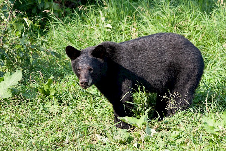 Zwarte beer in het Terra Nova NP.