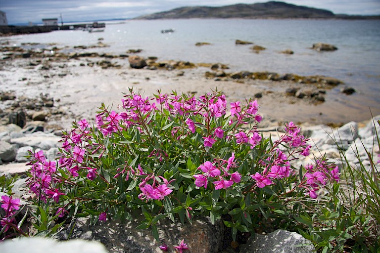 Breedbladig wilgenroosje aan het strand van Hopedale, Labrador.