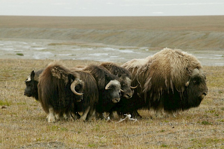 Muskusossen op Wrangel, Rusland.
