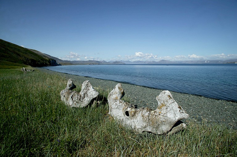 Whale Bone Alley, een kuststrook waar vroeger walvisvaarders hun buit aan land brachten.