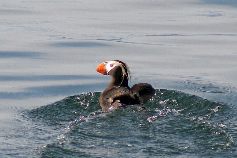 Kuifpapegaaiduiker.