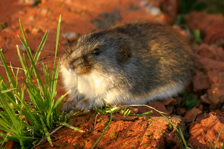 Lemming geniet van het zonnetje. Wrangel.