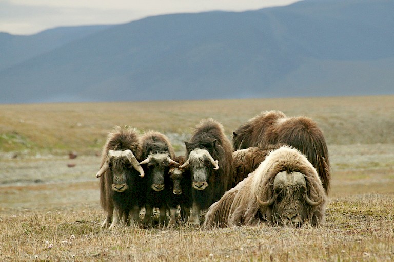 Muskusossen op het eiland Wrangel, Rusland.