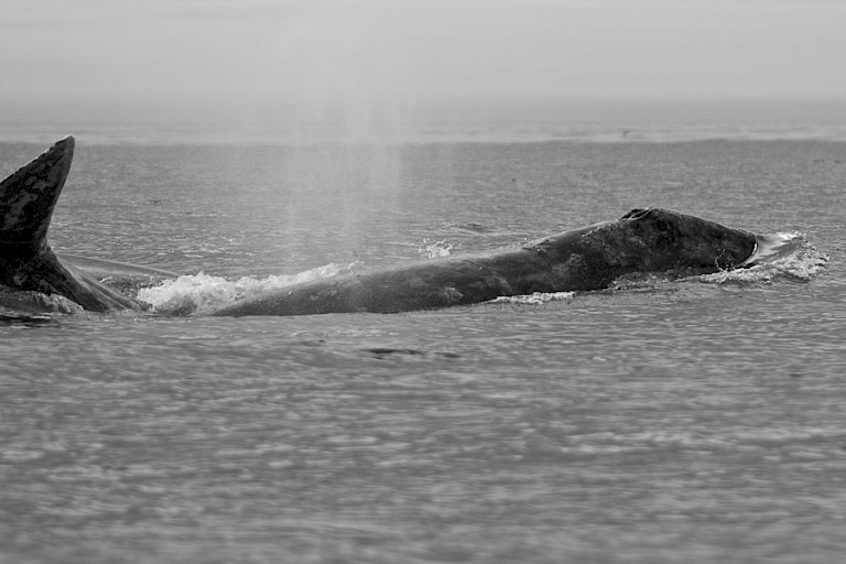 Opduikende Grijze walvis in de kust bij Lavrentia, Tsjoektsjen, Rusland.