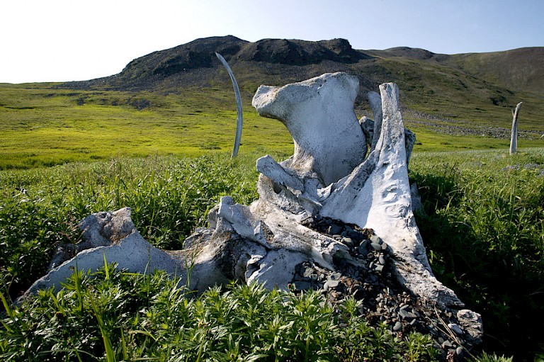 Een van de vele walvisskeletten van Whalebone Alley, Tsjoektsjen, Rusland.