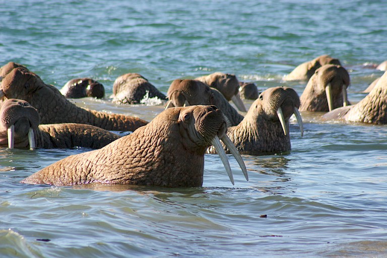 Groep walrussen voor de kust van Tsjoektsjen, Rusland.