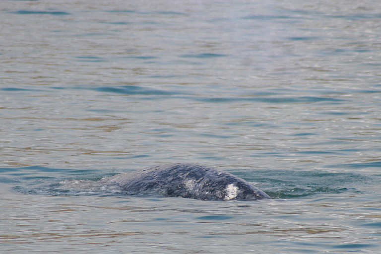 Een onderduikende Grijze walvis voor de kust van Lavrentia, Rusland.