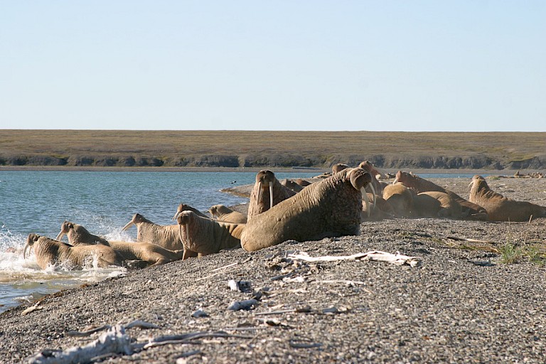 Kolonie walrussen in Petra Bukta, Tsjoektsjen, Rusland.