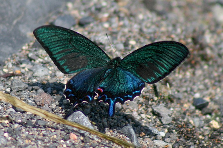Vlinder (Page-familie) op Iturup, Koerilen, Rusland.