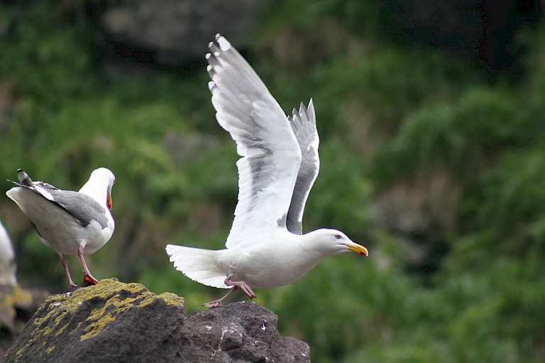 Beringmeeuw (Larus glaucescens), Koerilen, Rusland.