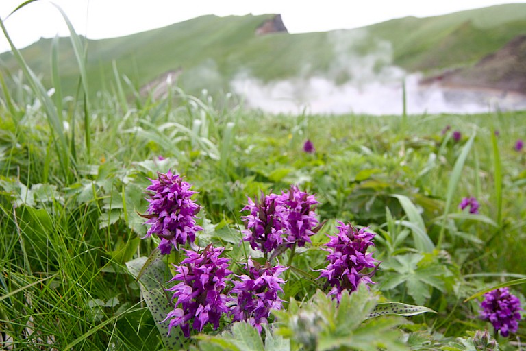 Orchideeën met warme bronnen op de achtergrond op Yankitsja, Koerilen Rusland